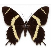 PAPILIO GARAMS ABDERUS